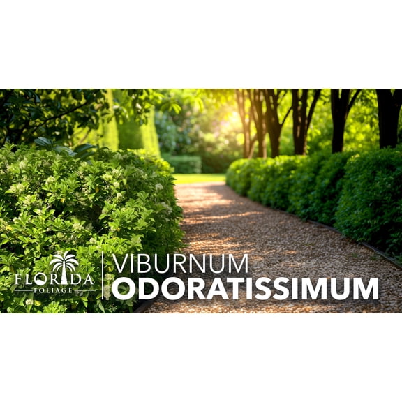 Viburnum Odoritissimum | 1 Live 4 Inch Plant | Viburnum Odoratissimum | Fast Growing Privacy Hedge, Evergreen Shrub, Fragrant White Flowers, Low Maintenance, Ideal for Screening, Full Sun Plant