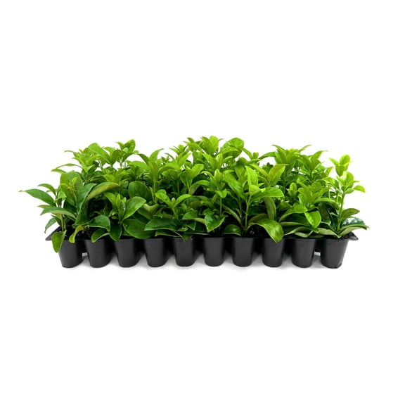 Viburnum Odoritissimum | 60 Live Plants | Viburnum Odoratissimum | Fast Growing Privacy Hedge, Evergreen Shrub, Fragrant White Flowers, Low Maintenance, Ideal for Screening, Full Sun Plant