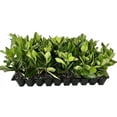 thumbnail image 1 of Viburnum Suspensum - 10 Live Plants - Evergreen Privacy Hedge, 1 of 5