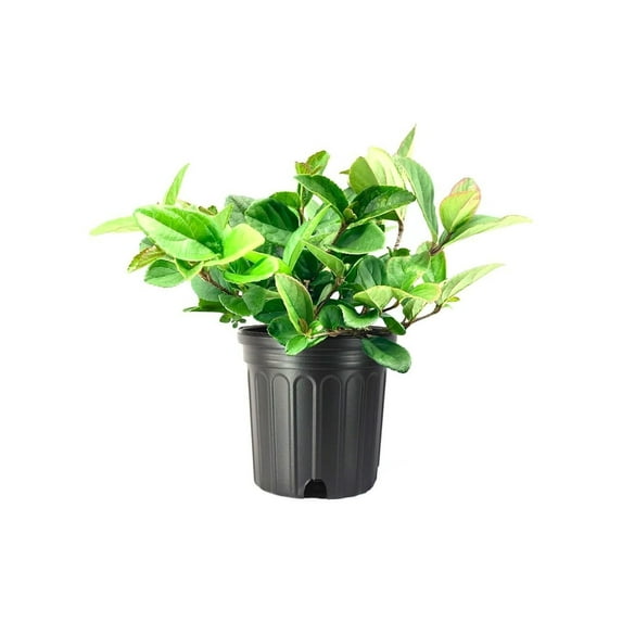Viburnum Suspensum | 2 Large Gallon Size Plants | Viburnum Suspensum | Evergreen Shrub, Privacy Hedge, Fast-Growing Screen, Dense Foliage, Low Maintenance, Year-Round Interest, Landscape Plant