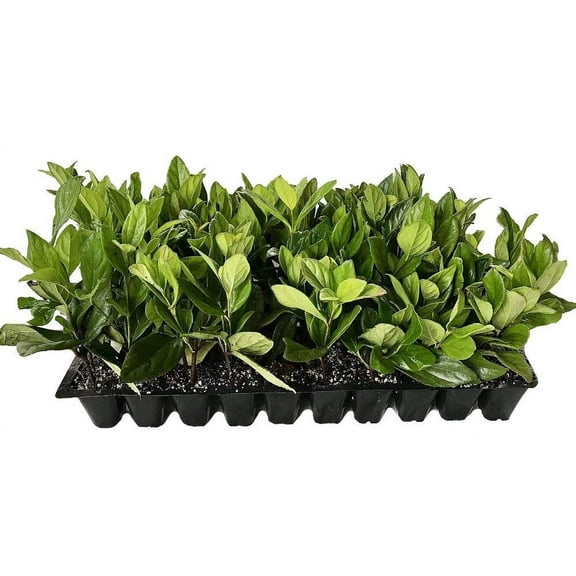 Viburnum Suspensum - 20 Live Plants - Evergreen Privacy Hedge Shrub