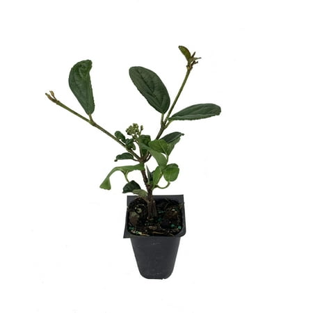 Viburnum Suspensum - 40 Live Plants - Evergreen Privacy Hedge Shrub