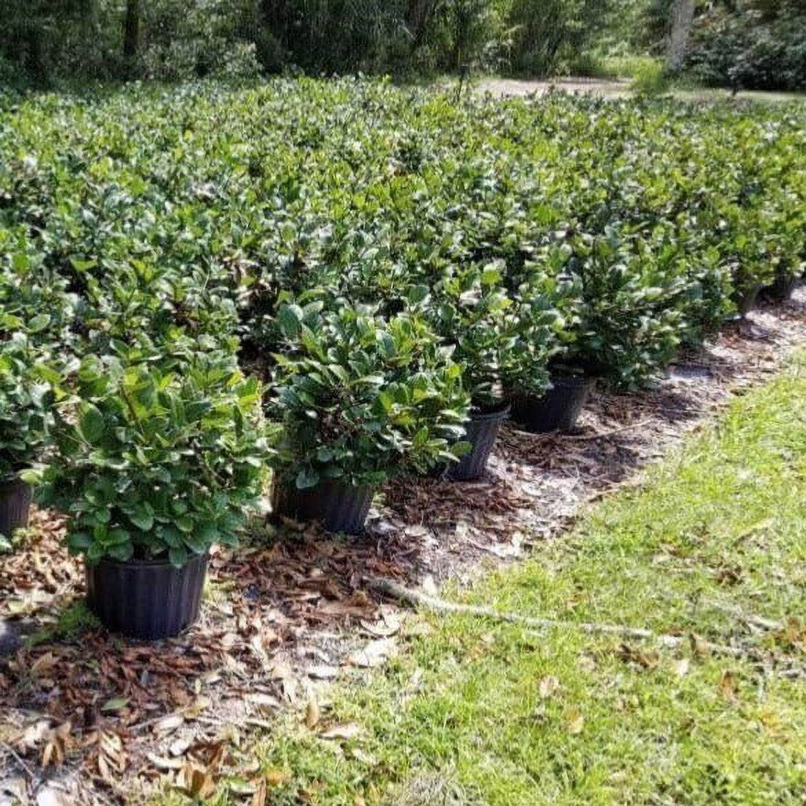 Viburnum Suspensum Extra Large 3 Gallon Plants Sandankwa Viburnum