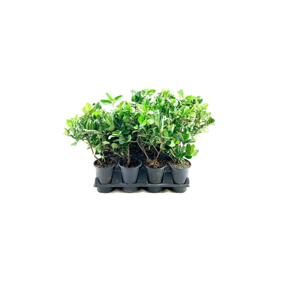 Viburnum Suspensum Sandankwa | 3 Live Quart Size Plants | Evergreen Privacy Shrub Screening Hedge