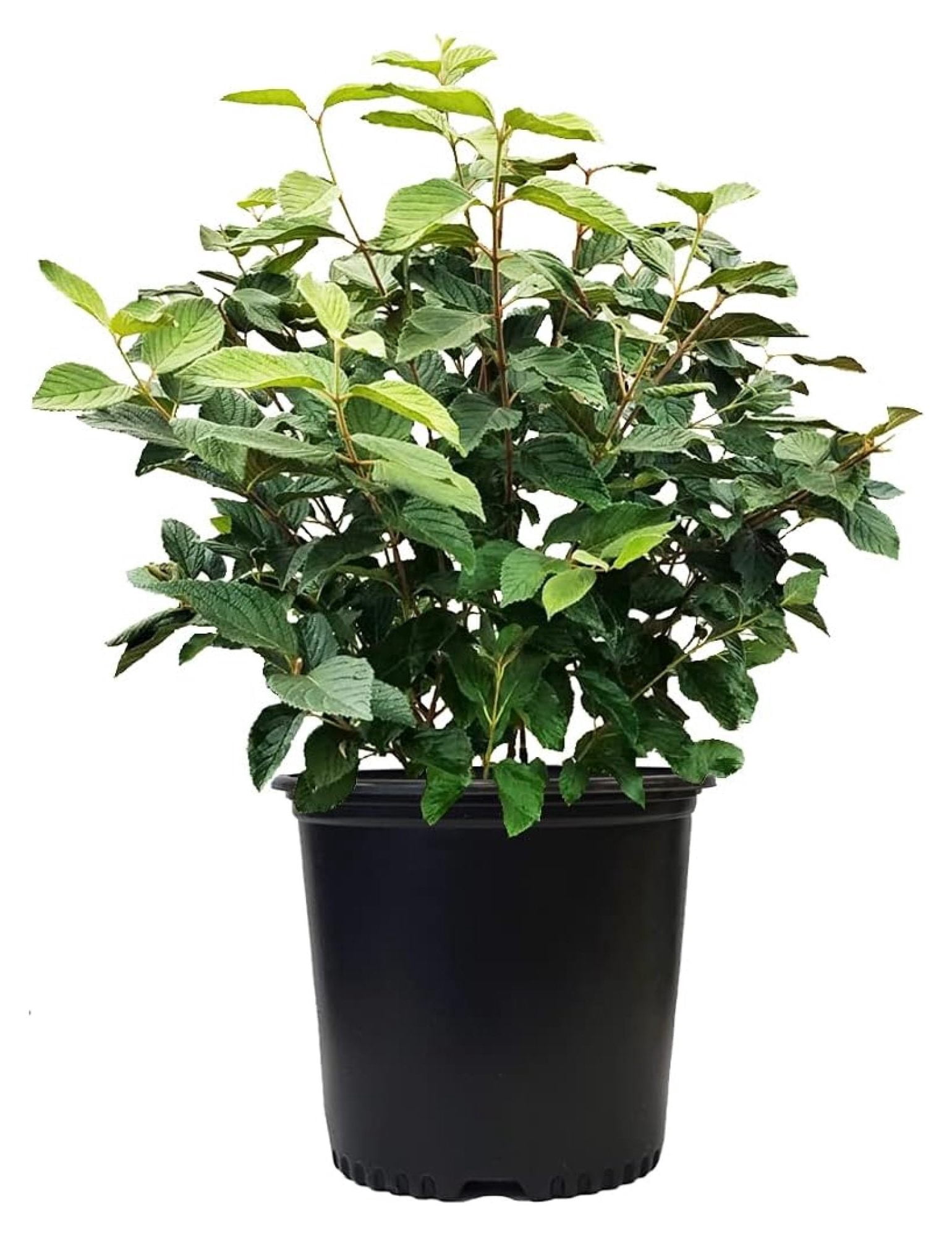 Viburnum p. t. 'Mariesii' (Doublefile Viburnum) Shrub, white flowers