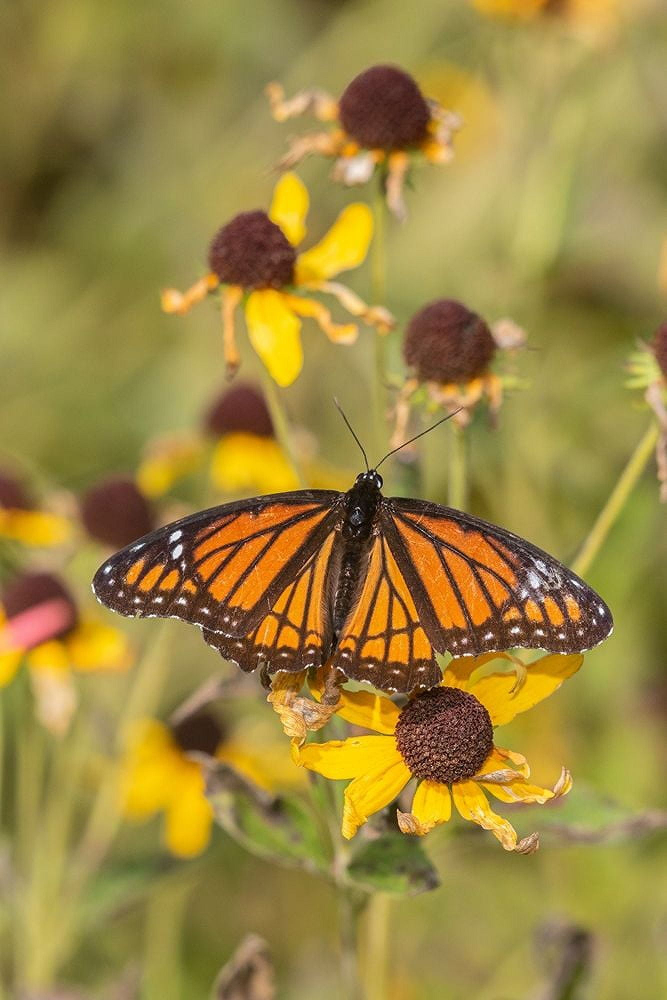 Viceroy (Limenitis arthemis) on Sneezeweed (Helenium sp)Effingham CountyIllinois by Richard