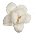 thumbnail image 1 of Vickerman 1.6" - 3.2" Assorted Natural Dried Rosette Sola Flower Head 24 per Bag, 1 of 2