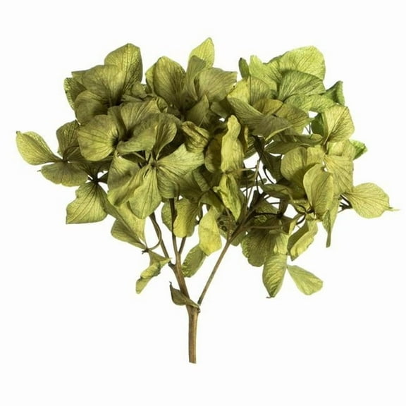 Vickerman 10 x 3 x 21" tray Basil Hydrangea Pieces. Tray multi stem, Preserved