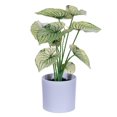 thumbnail image 1 of Vickerman 11.5" Artificial Light Green Variegated Leaves in Pot. Includes two pieces per bag., 1 of 1