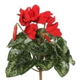 thumbnail image 1 of Vickerman 11" Artificial Polyester Red Cyclamen Bush, 1 of 3