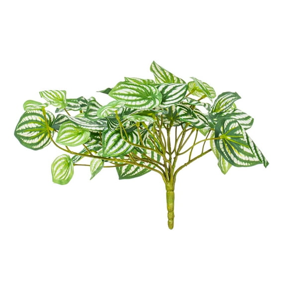 11" Watermelon Peperomia Bush UV 2/Bag