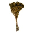 thumbnail image 1 of Vickerman 12-16" Aspen Gold Brunia Stem Bundle.  Includes 4 oz per Bundle, Pack of 2, Preserved, 1 of 6