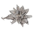 thumbnail image 1 of Vickerman 12-16" Gray Wash Star Pod, Extra Large, Dried, 1 of 7
