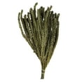 thumbnail image 1 of Vickerman 12-16"  Green Buxifolia - Mini, 4 oz Bundle, Preserved, 1 of 2