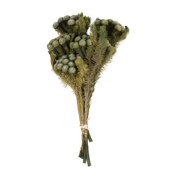 Vickerman 12-16" Natural Green Brunia, 4 oz Bundle, Preserved