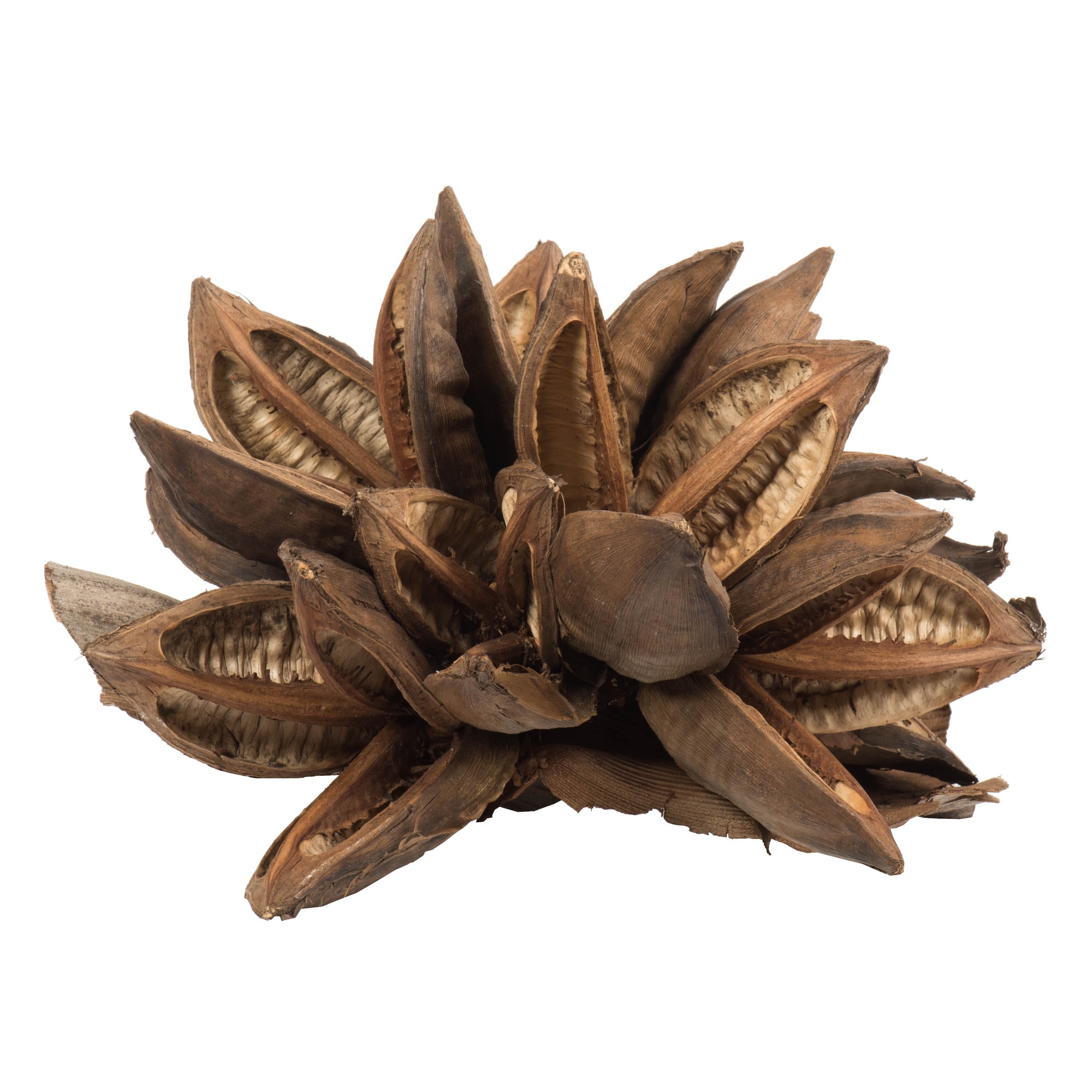 Vickerman Natural Star Pod
