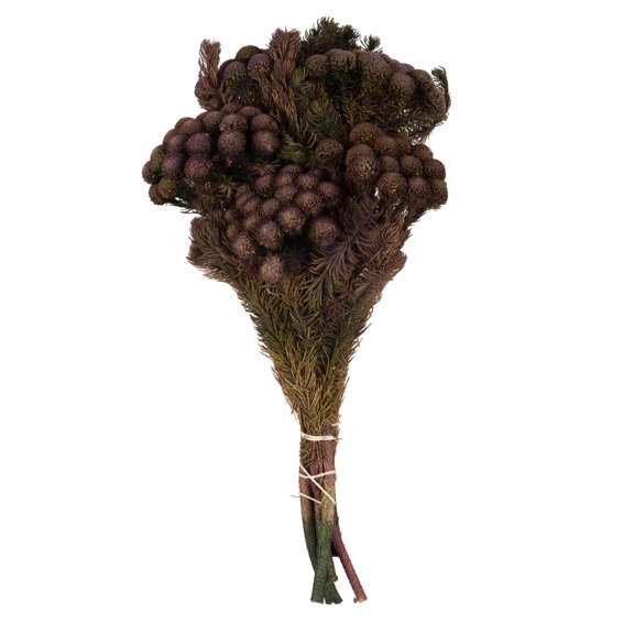 Vickerman 12-16" Violet Brunia, 4 oz Bundle, Preserved