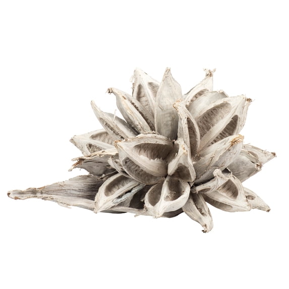 Vickerman 12-16" White Wash Star Pod, Extra Large