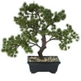 thumbnail image 1 of Vickerman 12" Artificial Potted Pine Bonsai Tree., 1 of 8