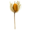thumbnail image 1 of Vickerman 12" Aspen Gold Banksia Flower. Includes 25 Stems per Pack. Dried, 1 of 5