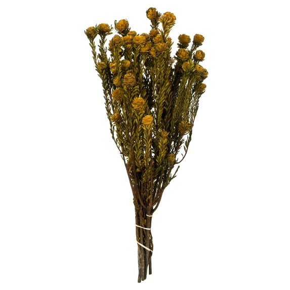 Vickerman 12" Aspen Gold Tortum Bundle, Female, Preserved