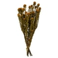 thumbnail image 1 of Vickerman 12" Autumn Tortum Bundle, 2 per pack, Preserved, 1 of 2