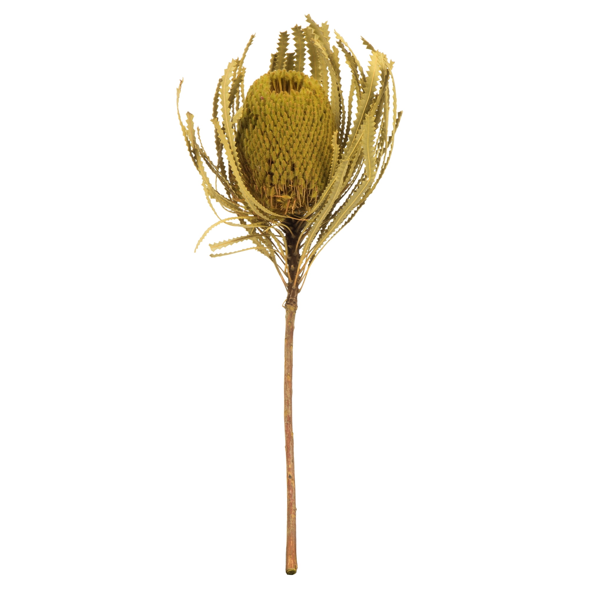 Vickerman 12" Basil Banksia Flower. Includes 25 Stems per Pack. Dried