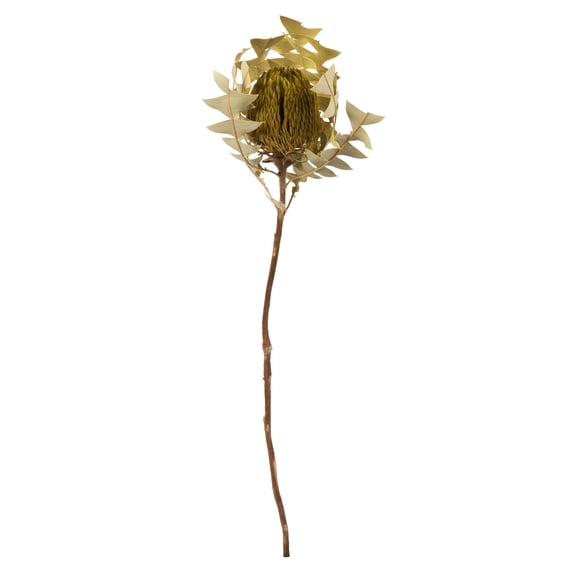 Vickerman 12" Basil Baxteri (Banksia) Flower with Stem. Includes 3 Stems per Pack, Dried