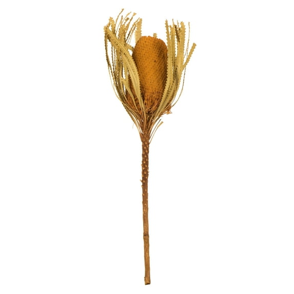 Vickerman 12" Jumbo Aspen Gold Banksia Flower with Dyed Foliage, Natural Preserved Dried Plant for Wedding Bouquets Home Decor or Everyday Arrangements 3 Per Pack