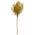 thumbnail image 1 of Vickerman 12" Jumbo Basil Banksia Flower with Dyed Foliage, Natural Preserved Dried Plant for Wedding Bouquets Home Decor or Everyday Arrangements 3 Per Pack, 1 of 2