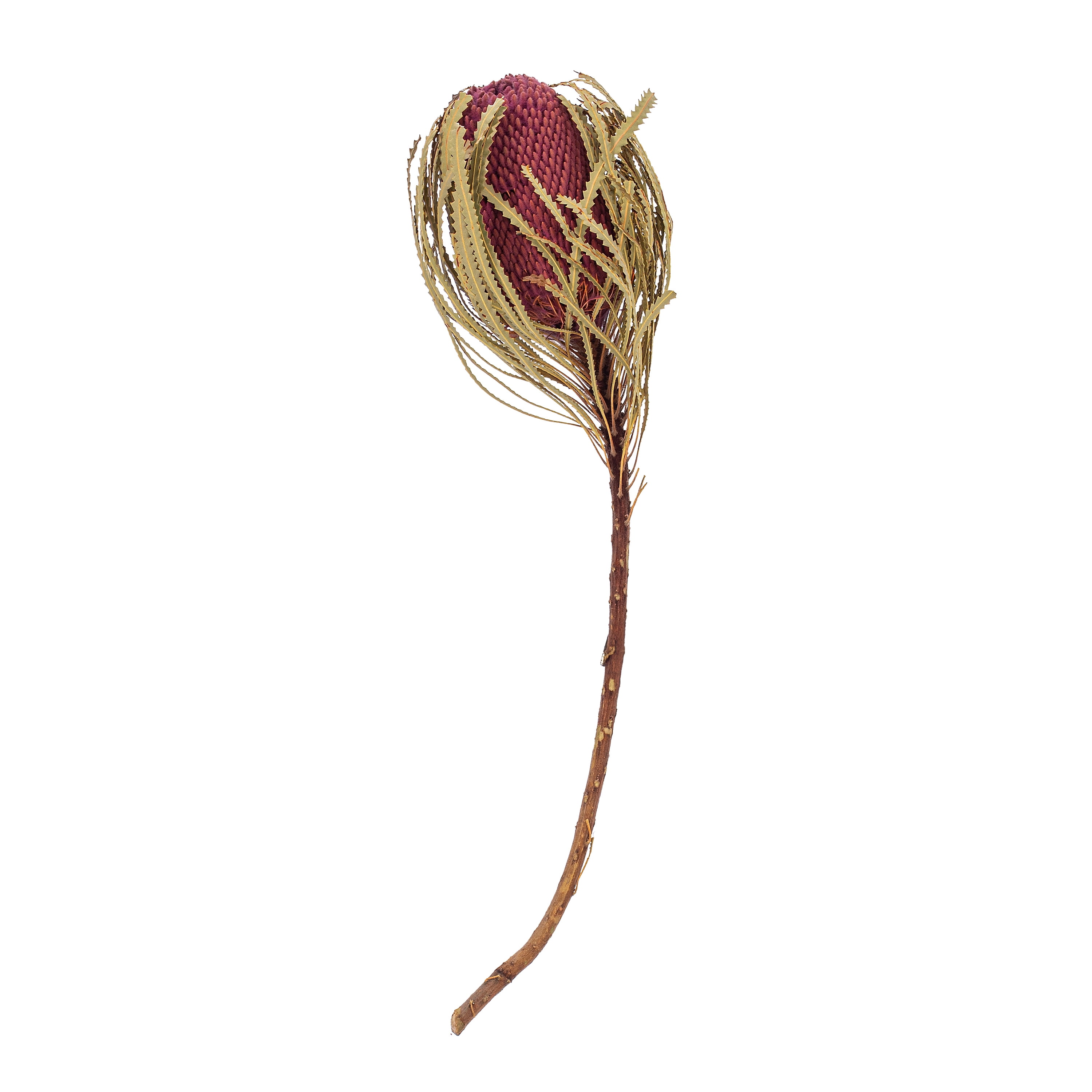 Vickerman 12" Jumbo Erica Pink Banksia Flower with Stem, Natural Preserved Dried Plant for Wedding Bouquets Home Decor or Everyday Arrangements 3 Per Pack