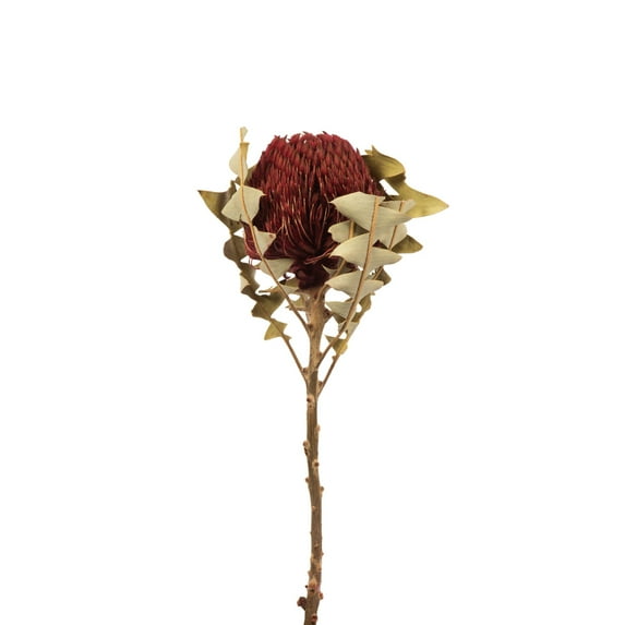 Vickerman 12" Red Baxteri (Banksia) Flower with Stem. Includes 3 Stems per Pack, Dried