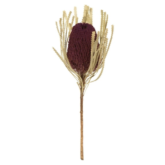 Vickerman 12" Violet Banksia Flower Stem. Includes 25 Stems per Pack. Dried