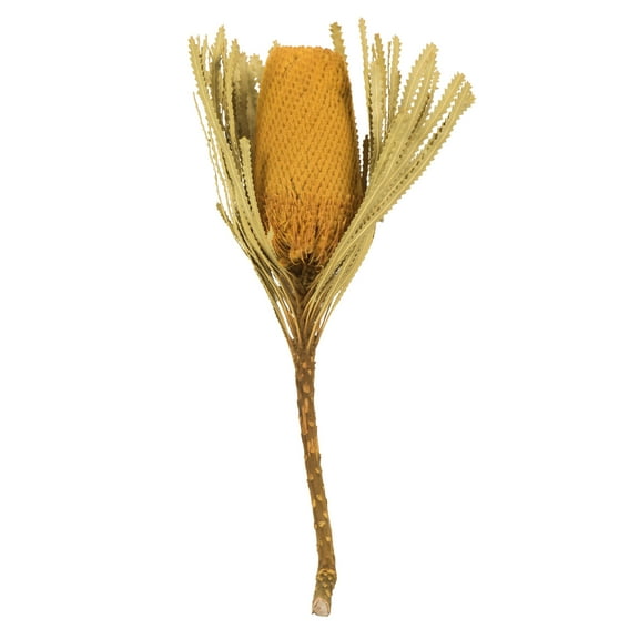 Vickerman 12" Yellow Banksia Flower Stem. Includes 25 Stems per Pack. Dried