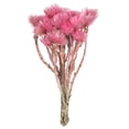 thumbnail image 1 of Vickerman 13-14" Light Pink Everlasting Flowers, approximately 23 blooms, Dried, 1 of 4