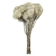 thumbnail image 1 of Vickerman 13-14" Natural White Everlasting Flowers with approximately 46 Blooms (2 -23 Bloom Bundles), Dried, 1 of 2