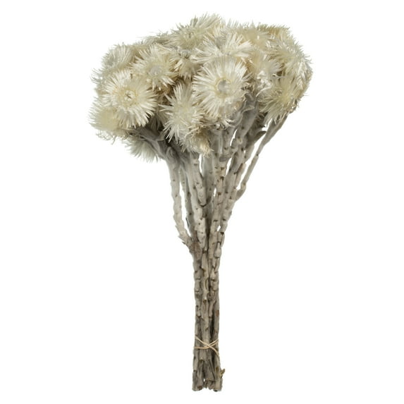 Vickerman 13-14" Natural White Everlasting Flowers with approximately 46 Blooms (2 -23 Bloom Bundles), Dried