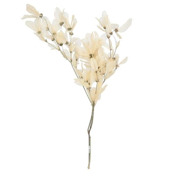 Vickerman 13.5-17" Bleached Dried Cabo Verde Skeleton on Twig Bundle, Preserved.