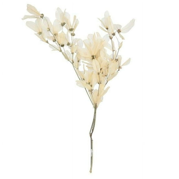 Vickerman 13.5-17" Bleached Dried Cabo Verde Skeleton on Twig Bundle, Preserved.