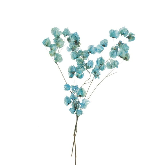 Vickerman 13.5-17" Light Blue Dried Cara Blossom Bundle, Preserved.