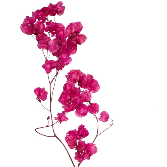 Vickerman 13.5-17" Raspberry Dried Cara Blossom Bundle, Preserved.