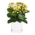 thumbnail image 1 of Vickerman 13" Yellow Kalanchoe in Planter, 1 of 2