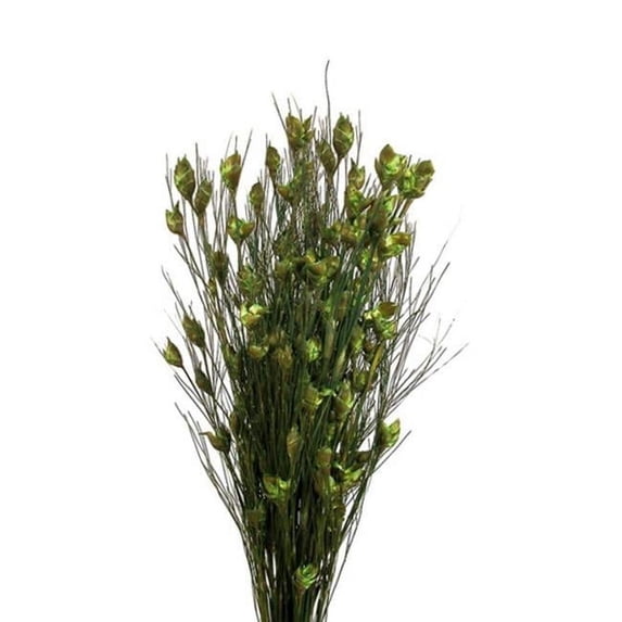 Vickerman 15-20" Basil Bell Female, short, 5-6 oz Bundle, Preserved