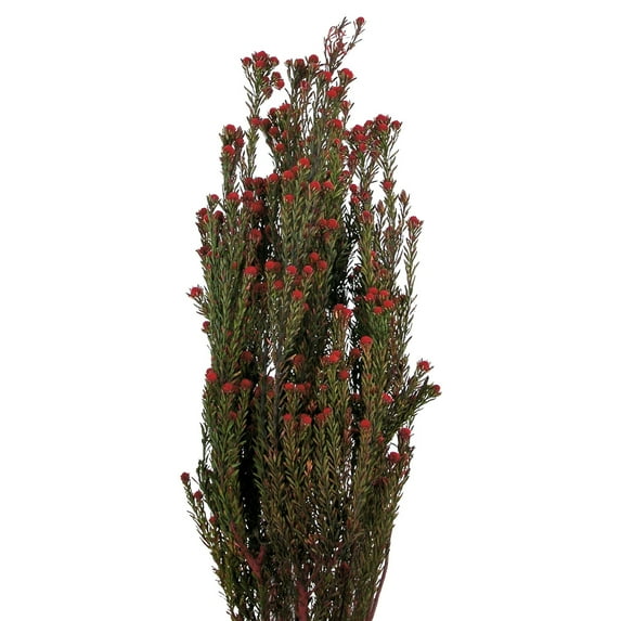 Vickerman 15-20" Red Tortum Bundle, 10 oz (Comes in (2) 5 oz Bundles), Preserved