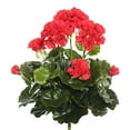 thumbnail image 1 of Vickerman 15.25" Artificial Red Polyester Geranium Bush., 1 of 3