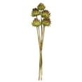 thumbnail image 1 of Vickerman 15"  Basil Artichoke Head attached to a Reed Stem, Dried, 1 of 5