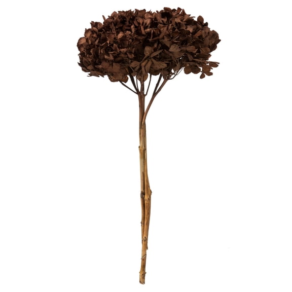 Vickerman 15" Brown Hydrangea with Multiple Branch Segments. Preserved