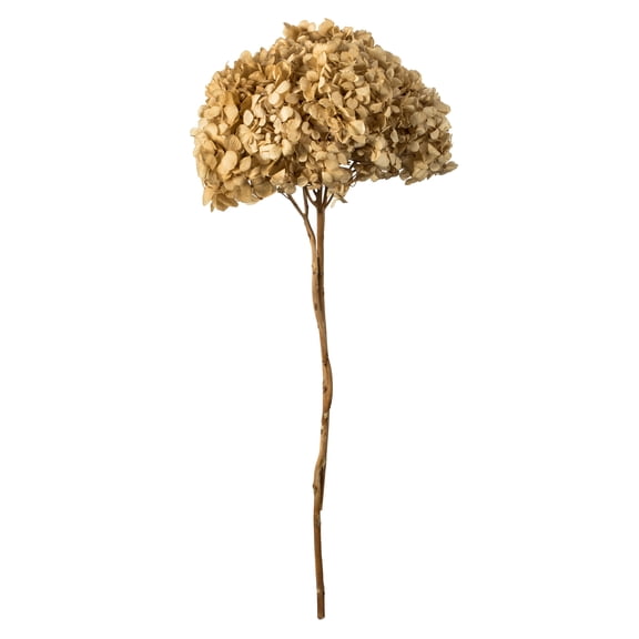 Vickerman 15" Ivory Hydrangea with Multiple Branch Segments. Preserved