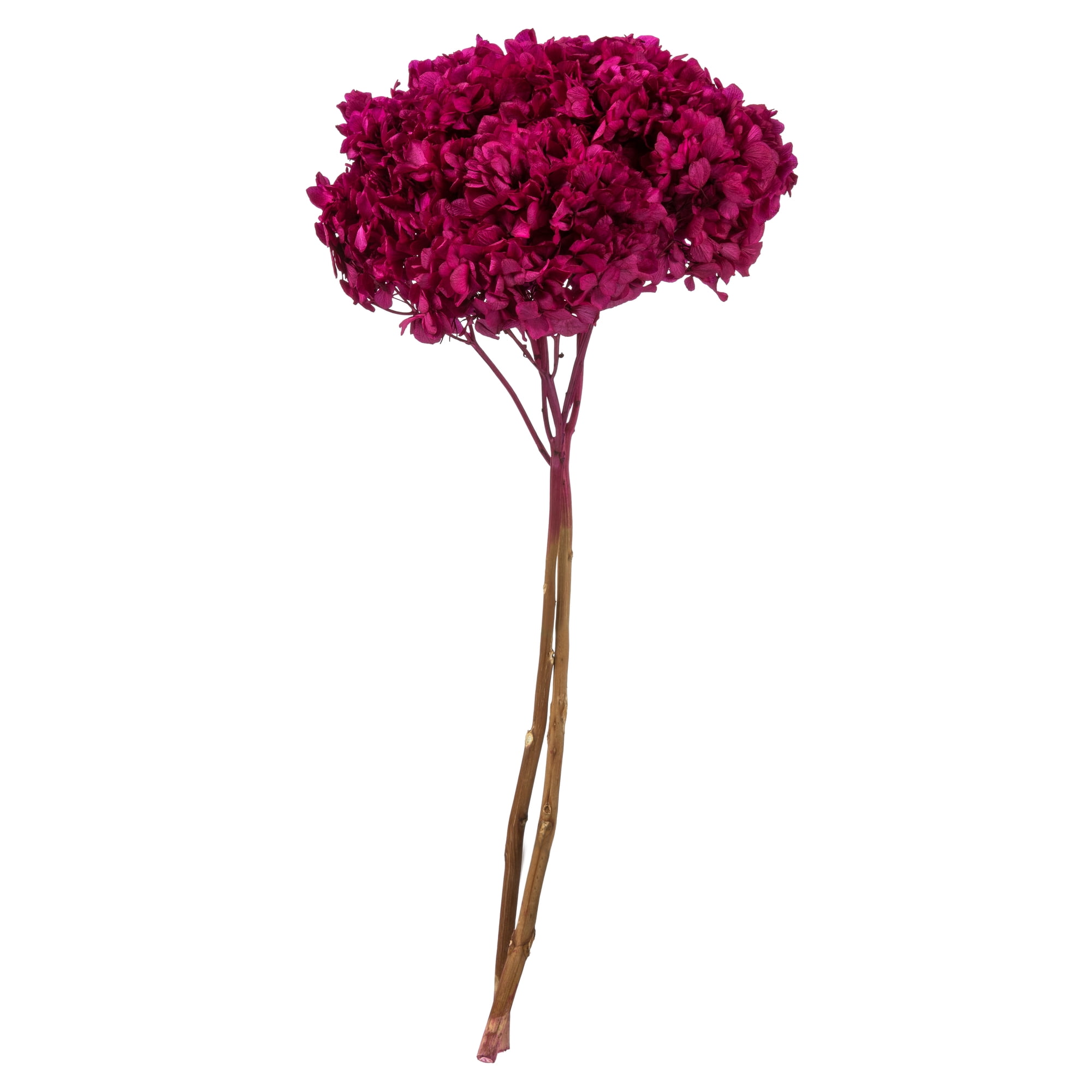 Hydrangea4937　1202 Endless Summer Blue The Original Bigleaf Hydrangea Flowering