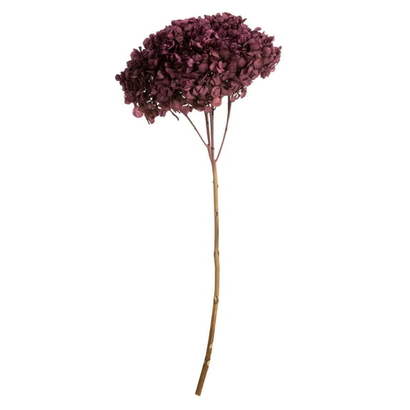 Vickerman 15" Purple Orchid Hydrangea with Multiple Branch Segments. Preserved